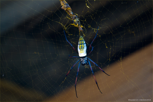 Afrika #21 - Spinne
