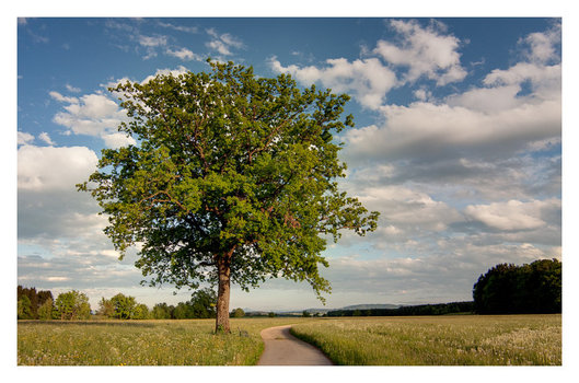 Baum
