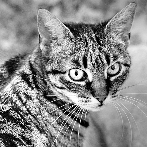 Katz