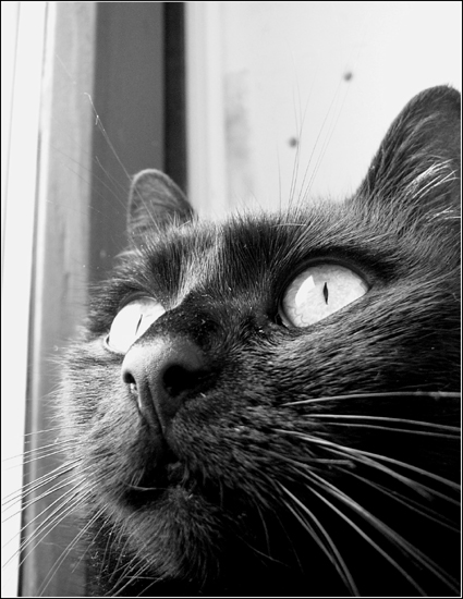 der Blick einer Katze ...