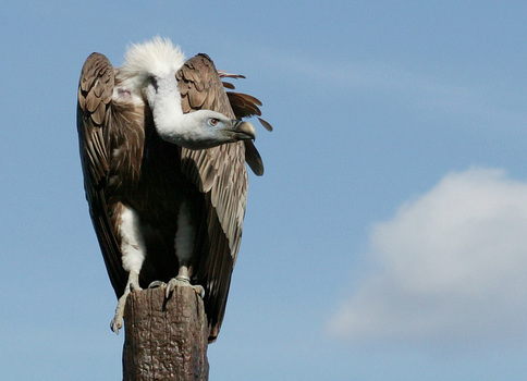 ich warte....