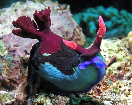 Nacktschnecke