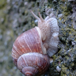 auf Wanderschaft