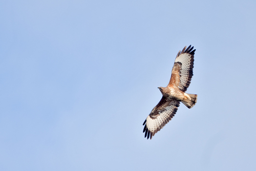 Bussard, Wildlife