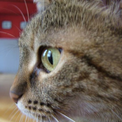 pussy cat
