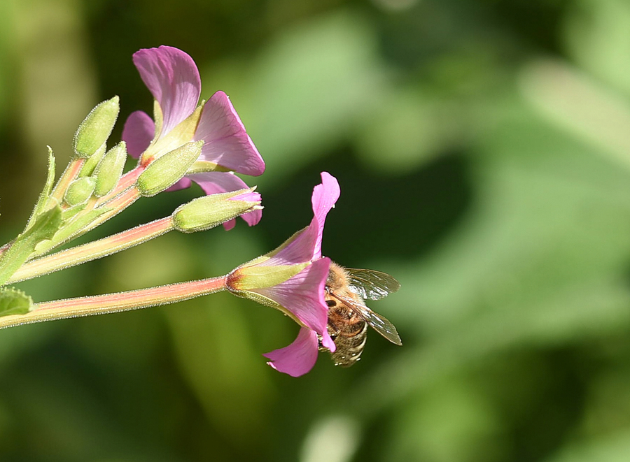 Bienchen....