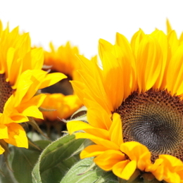 Sonnenblumen