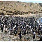Pinguinkompanie
