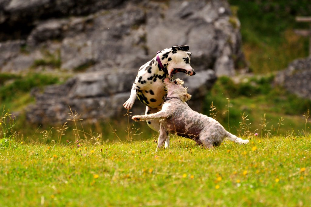 Dog playing