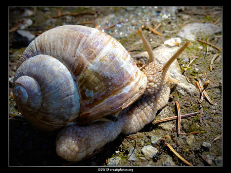 Weinbergschnecke