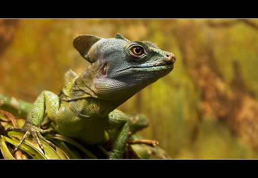Stirnlappenbasilisk