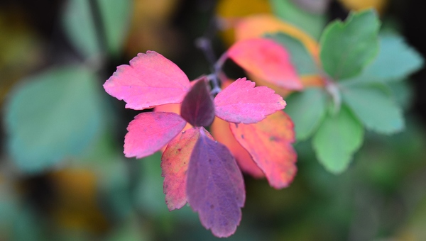 Der Herbst malt in allen Farben
