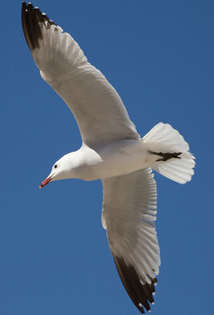 Möwe