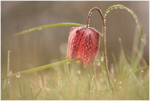 Schachbrettblume