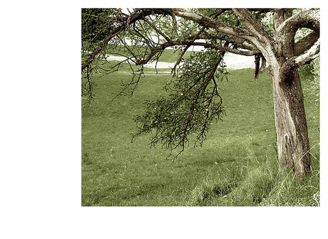 Baum