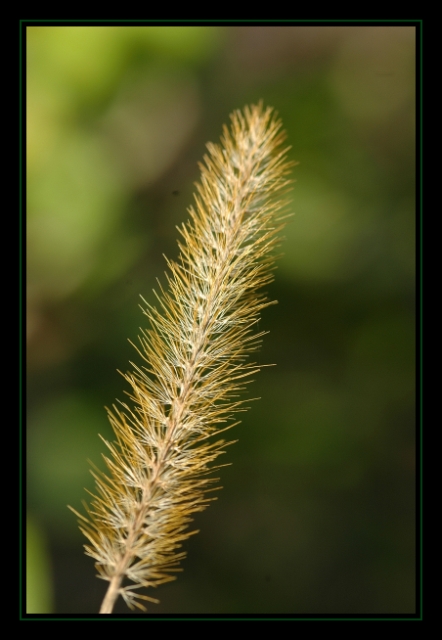 Gras Variante III