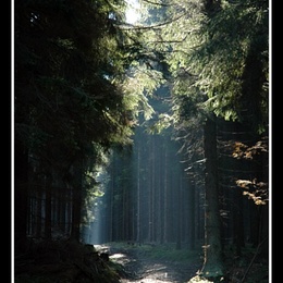 Waldlichtung