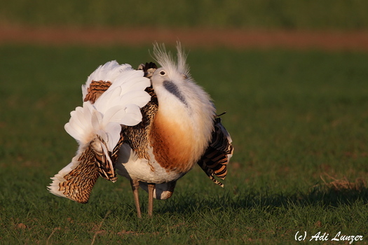 Balzender Trappenhahn
