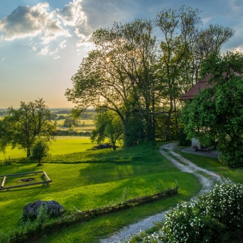 Abends im Klosterwald