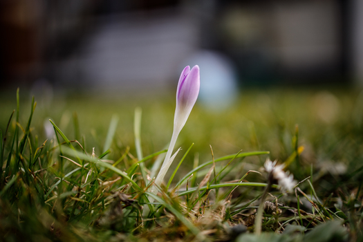 Frühlingserwachen