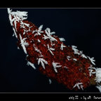 eisig II