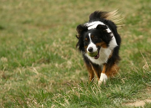 mal wieder ein Hund in der Natur :-)