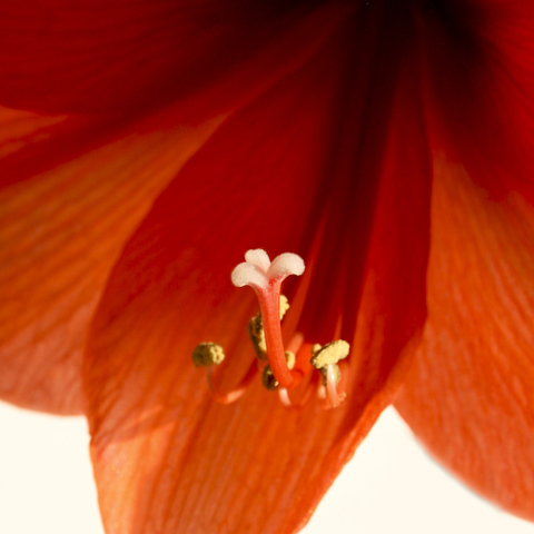 Amaryllis