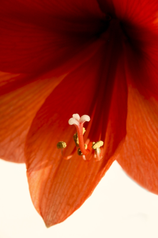Amaryllis