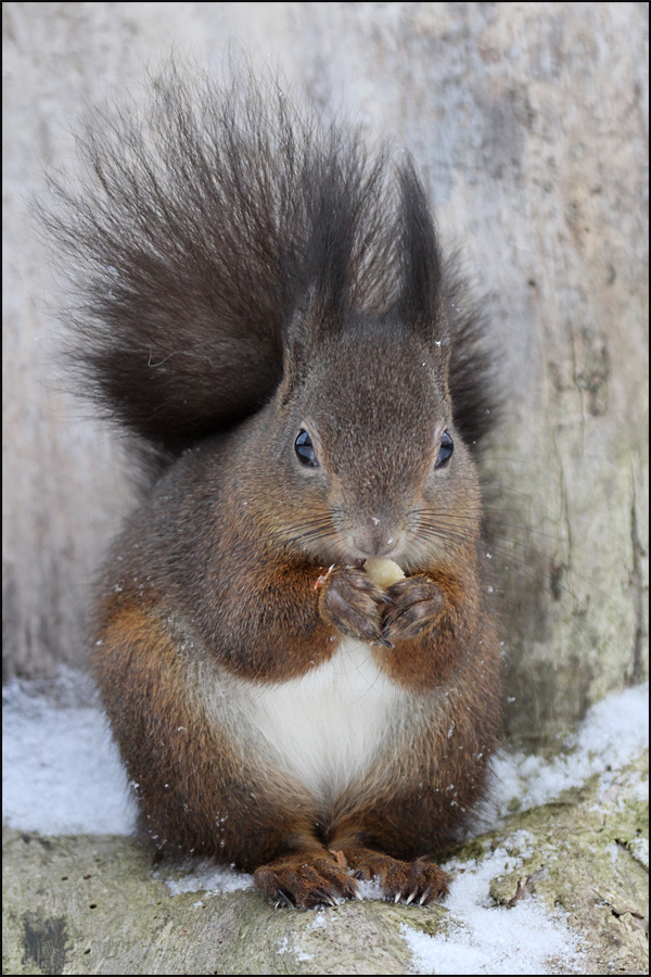 HÖRNCHEN 2