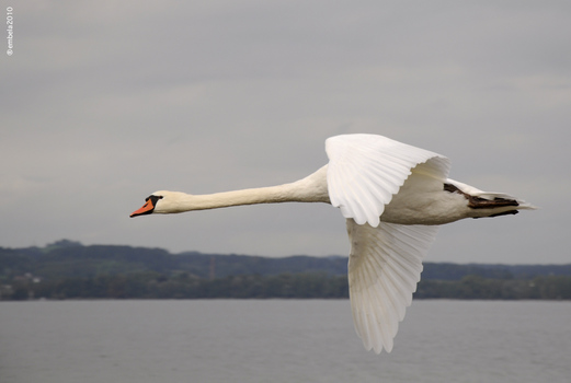 Austrian Concorde