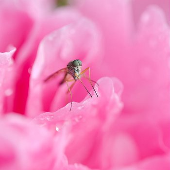 Pfingstrose mit Besucher