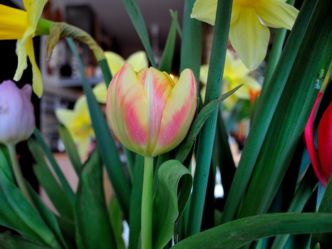 Tulpen und Osterglocken (Narcissus pseudonarcissus)