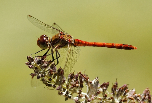 Feuerlibelle