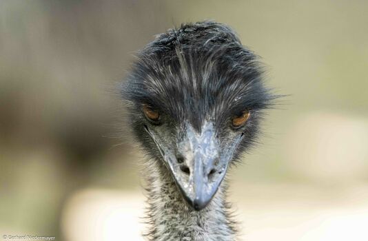 Emu, frisch verföhnt