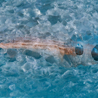 Eisdetails (4)