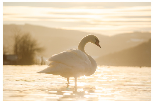 Schwan bei Sonnenuntergang