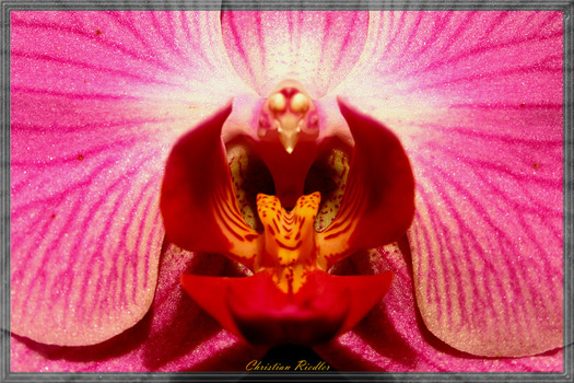 Orchidee Portrait