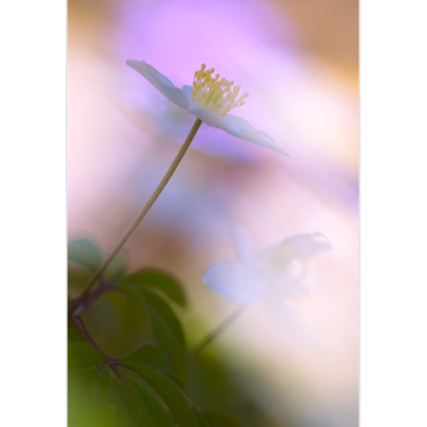 Buschwindröschen vor Leberblümchen