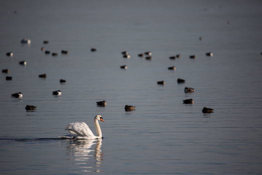 Seine Majestät der Schwan