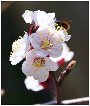 Marillenblüte
