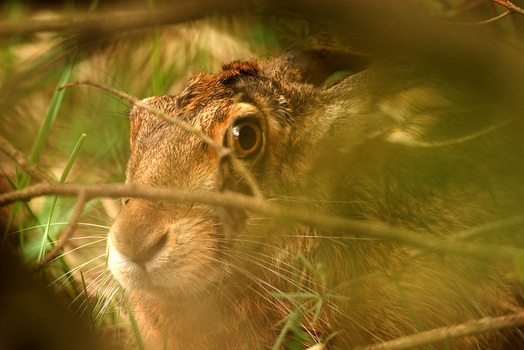 Trotzdem entdeckt, Hase im Unterholz