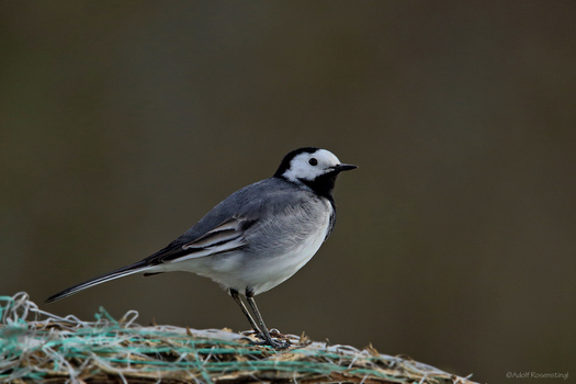 Bachstelze (Motacilla alba)