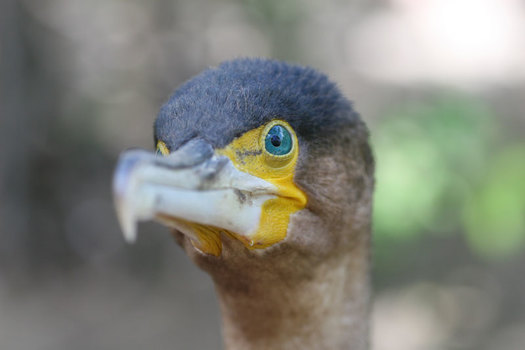 Kormoran