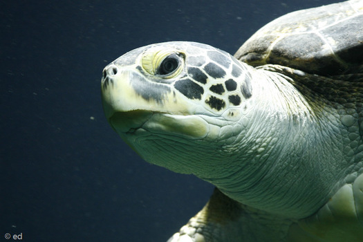 Schildkröte