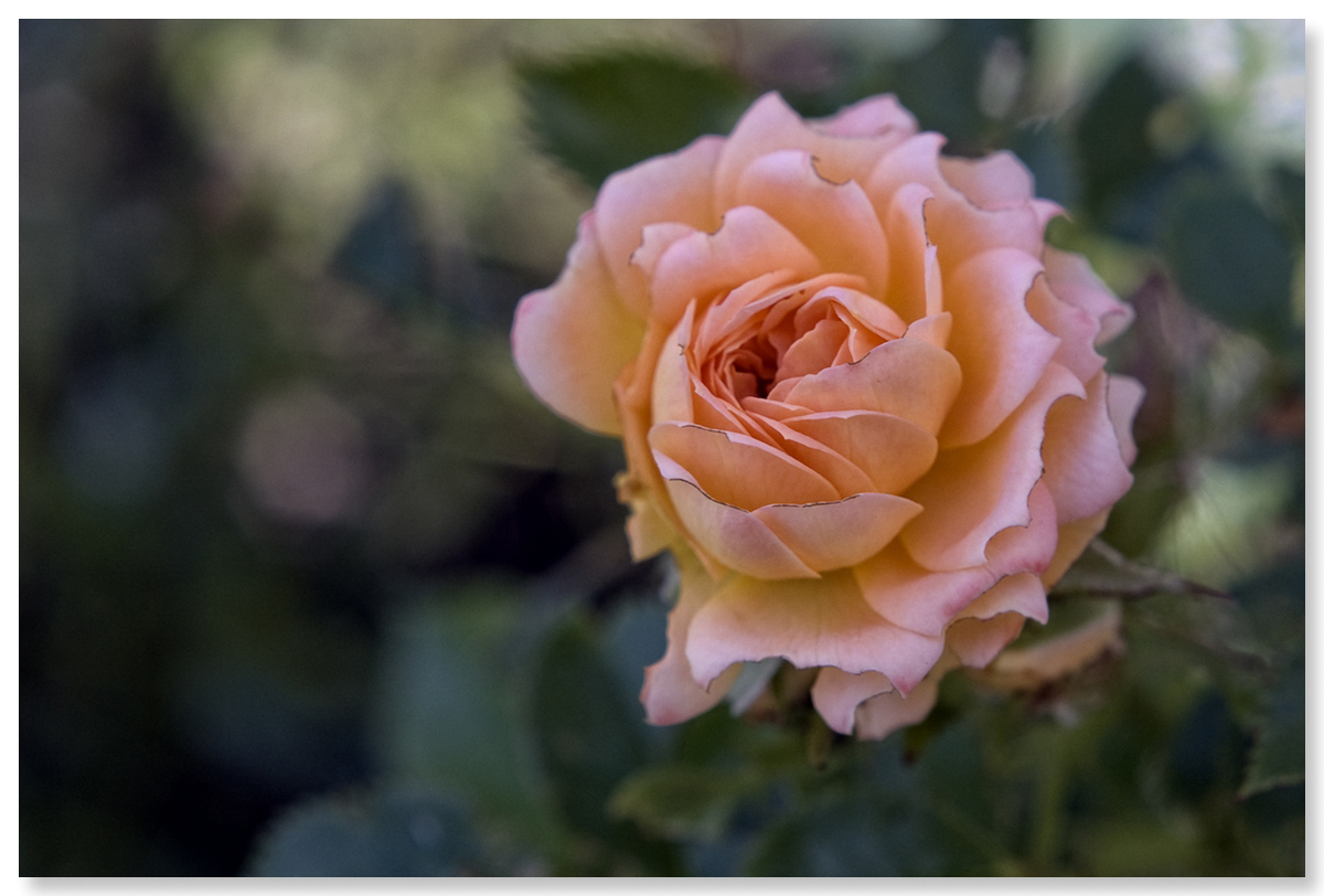 rose