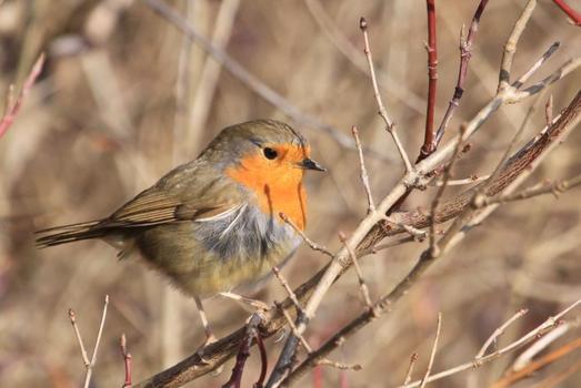 Gartenvogel 141