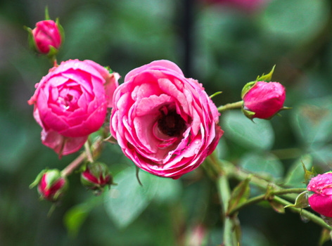 der name der rose