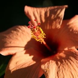 mauritian flower