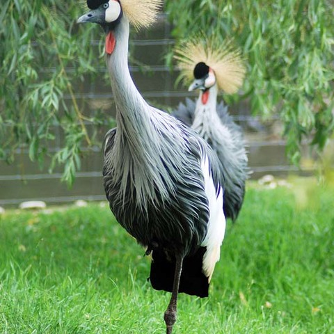 Tierpark Haag
