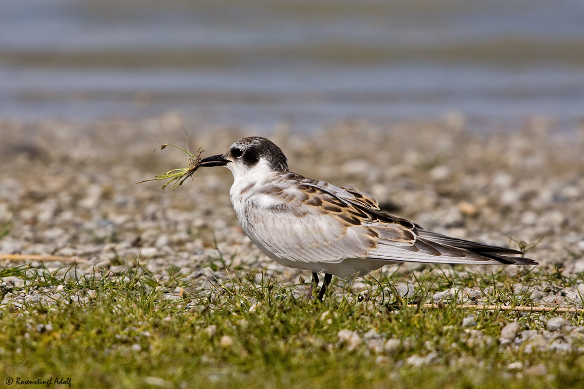 Weißbart-Seeschwalbe (Chlidonias hybridus)